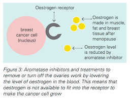 Do local formulations of menopausal hormone therapy have different risks? Hormonal Therapies For Breast Cancer Fact Sheet Westmead Bci