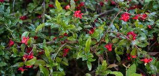 Image result for Ochna atropurpurea