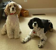The english cocker spaniel is a breed of gun dog. American Cocker Spaniel Haircuts This Week S Featured Cocker Spaniel Picture Cocker Spaniel Dog American Cocker Spaniel Spaniel Puppies