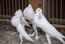 A common sight in cities around the world, rock pigeons crowd streets and public squares, living on discarded food and offerings of birdseed. 12 Most Bizarre Pigeon Breeds