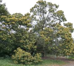 Image result for Acacia mearnsii