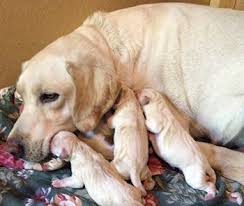 Socialization of puppies should be done thoughtfully. When Should Labrador Puppies Be Weaned Easy Retriever Training