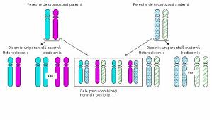 Chcesz wykonać badanie krwi w laboratorium? Analiza CromozomialÄƒ In Sange Cariotip ConstituÈ›ional Synevo
