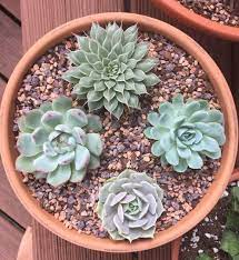 If you cannot keep the simplest plant like a succulent alive, just ship it back. Found A New Succulent Nursery Near Me And Couldn T Say No The Top One Is Perfection Succulents