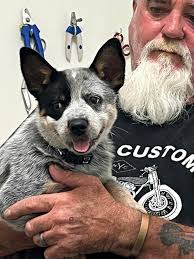 Are there any old members (pre-Tracey) of the Darwin Parachute club. Ace  Parachute Club or Katherine Skydivers still around? George Papa would like  to know