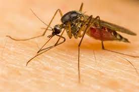 All american termite & pest control contact name: Pest Control Lake Of The Ozarks Camdenton Pest Control Service