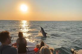 Image result for Faroa duvigneaud