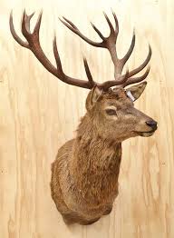 Modern Traditional Sale Lj5759 07 Jul 2013 11 00 Collingwood Lot 96 Large Taxidermied Red Deer Head Approximate Deer Mounts Modern Traditional Collingwood