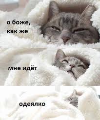 pin ot polzovatelya polunochnyj vasilyok na doske yumor smeshnye fotografii koshek veselye kartinki milye detenyshi zhivotnyh