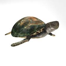 Sea Turtle 3d Model Turtle Sea Turtle 3d Model