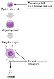 Leukocytes And Platelets Anatomy And Physiology Ii