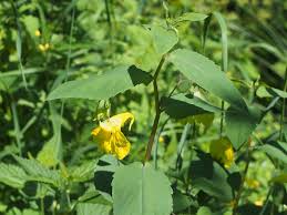 Image result for Impatiens psychadelphoides
