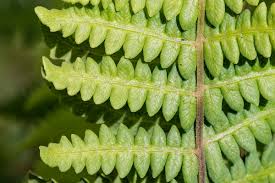 Image result for Thelypteris confluens