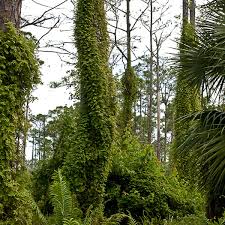 Image result for Lygodium microphyllum