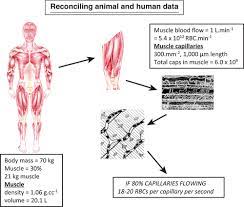 Identify the main muscles of the body, using the accompanying diagram; You Must Be Crazy I Identify The Main Muscles Of The Body Using The Accompanying Diagram Indicate Using The Letters Provided Where Each Muscle Group Is On The Diagram Chronic Exposure