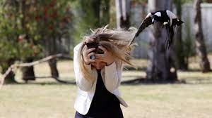 Man in his late 60s has been flown to the royal victorian eye and ear hospital after a magpie attack in sale, eastern victoria; Mackay Magpie Hot Spots Where To Avoid Peckish Magpies The Courier Mail