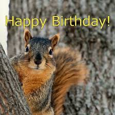 Happy Birthday Squirrel Wishes By Morekeala Happy Birthday Squirrel Silly Birthday Wishes Squirrel Funny