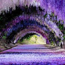 Follow Planetfervor For Awesome Travel Images Wisteria Tunnel Kawachi Fuji Gardens In Kitakyushu Japan Pho Wisteria Garden Scenery Beautiful Places To Visit