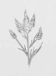 Pin By Lucero Hernandez On Art Inspo Flower Sketches Flower Drawing Celosia Flower