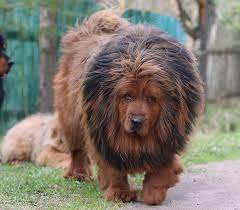 Pin By Kamila Leonczyk On Dogs Tibetan Dog Tibetan Mastiff Dog Caucasian Mountain Dog