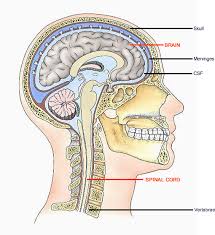 The central nervous system (cns) is that portion of the vertebrate nervous system that is composed of the brain and spinal cord. Central Nervous System Quotes Quotesgram