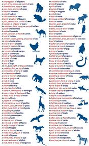 Watch Out For The Mob Of Kangaroos Down By The Billabong Collective Nouns Language Learn English