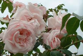 And then, how big is the arch? Climbing Rose New Dawn Garden Housecalls