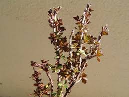 Image result for Myrothamnus flabellifolius