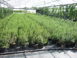 Image result for Myrtus communis