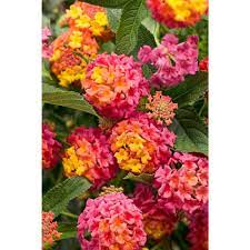 Pin On Gardening And Landscaping