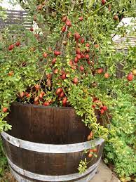 Harvesting the australian blood lime can be a little tricky due to the thorns this is a tree that fruits in the winter and ripen over 3 months to mid spring. The Garden Beagle In The Lime Light