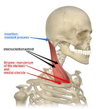 Muscles of the head and neck; Sternocleidomastoid Muscle Its Attachments And Actions Yoganatomy