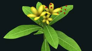 Image result for Malpighiaceae