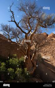 Image result for Corallocarpus welwitschii