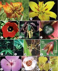 Image result for Aneilema pedunculosum