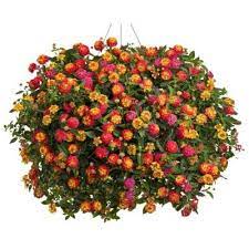 Pin On Flowers Landscape Structures Design