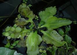 Image result for Parkeriaceae