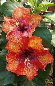 Pin On Hibiscus