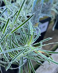 Image result for Ficinia