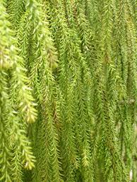 Image result for Huperzia dacrydioides