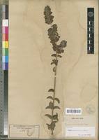 Image result for Tinnea antiscorbutica