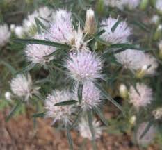 Image result for Dicoma