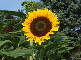 Towering heirloom is one of the oldest, most beloved sunflower varieties. Mistakes To Avoid When Harvesting And Roasting Sunflower Seeds Dengarden