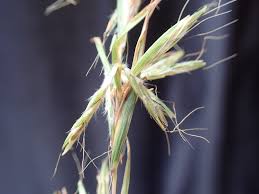 Image result for Cymbopogon caesius