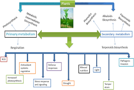 By the manipulation of medium. Stress And Defense Responses In Plant Secondary Metabolites Production Biological Research Full Text