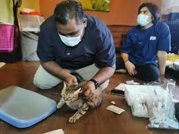 Klinik haiwan pandamaran ei tegutse valdkondades loomade varjupaik, haiglad. Kitty S Cottage Klinik Haiwan Surgeri Klang Home Facebook