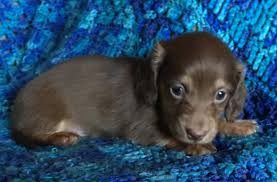 Dachshundhave great physical and mental characteristics that make them excellent partners for responsible, active, and caring owners. Miniature Dachshund Puppies For Sale Ottertail Mn 243495