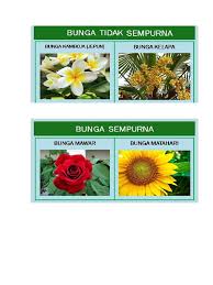 Ada banyak contoh bunga tidak lengkap, termasuk bunga kamboja, jagung manis, bunga kelapa dan sebagian besar rumput. Bunga