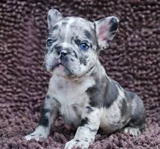 Black And Tan Merle Frenchie Frenchbulldogsallcolors Lilac And Lilac Merle Litter Triple Cute Baby Animals Cute Dogs And Puppies Cute Dogs Breeds