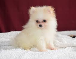 We did not find results for: Eli Pomeranian Puppy 608029 Puppyspot